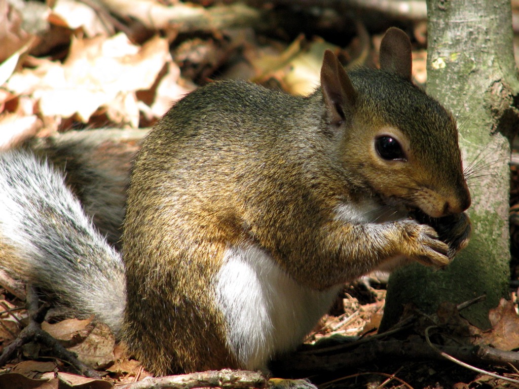 Gray Squirrel jigsaw puzzle in Animals puzzles on TheJigsawPuzzles.com
