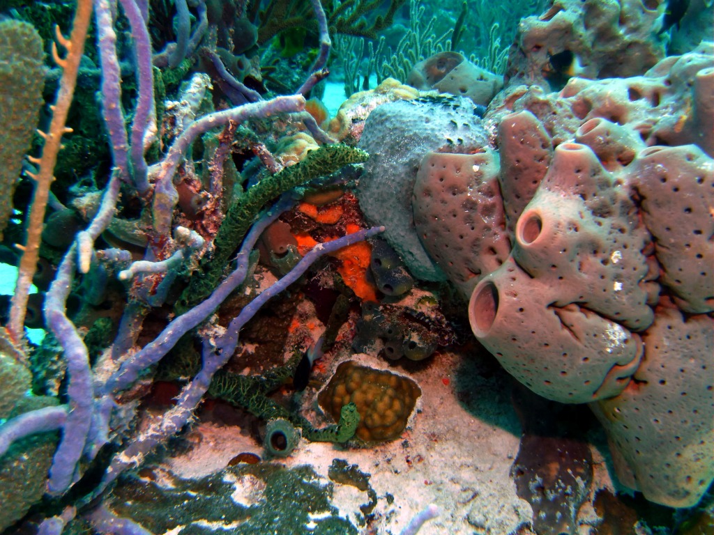 Bahamas Diving jigsaw puzzle in Under the Sea puzzles on TheJigsawPuzzles.com