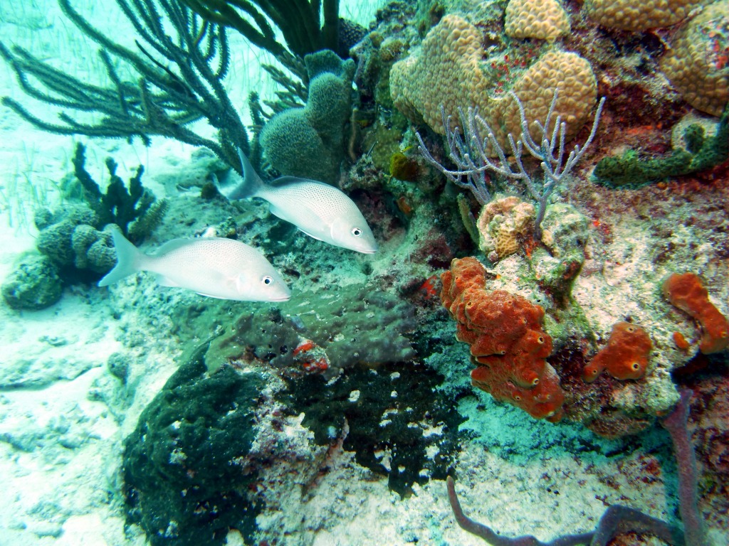 Nassau, Bahamas jigsaw puzzle in Under the Sea puzzles on TheJigsawPuzzles.com