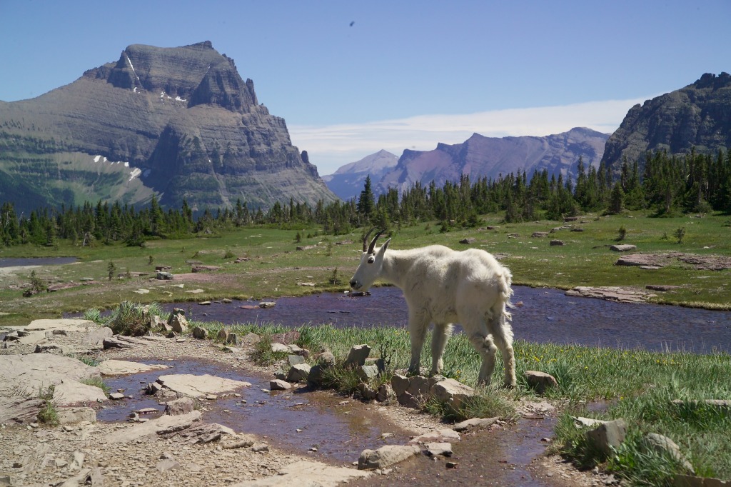 Mountain Goat jigsaw puzzle in Animals puzzles on TheJigsawPuzzles.com