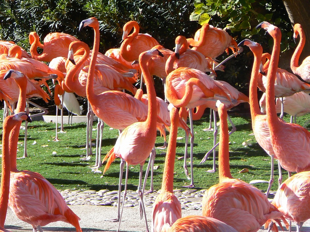 Flamands roses jigsaw puzzle in Animaux puzzles on TheJigsawPuzzles.com
