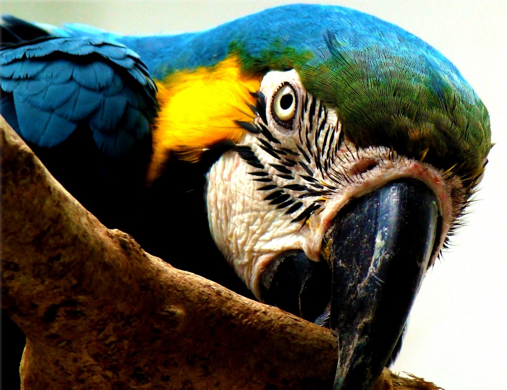 Blue-and-Yellow Macaw jigsaw puzzle in Animals puzzles on TheJigsawPuzzles.com