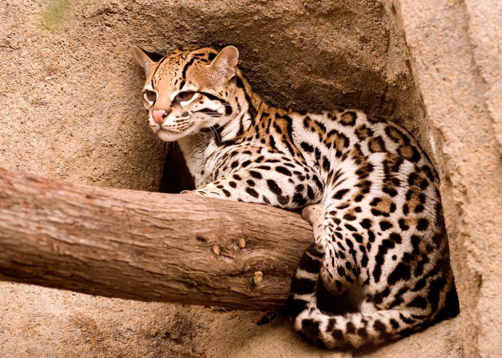 Ocelot jigsaw puzzle in Animaux puzzles on TheJigsawPuzzles.com