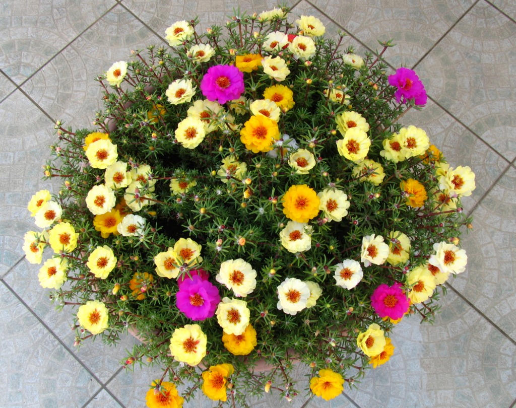 Portulaca jigsaw puzzle in Flowers puzzles on TheJigsawPuzzles.com
