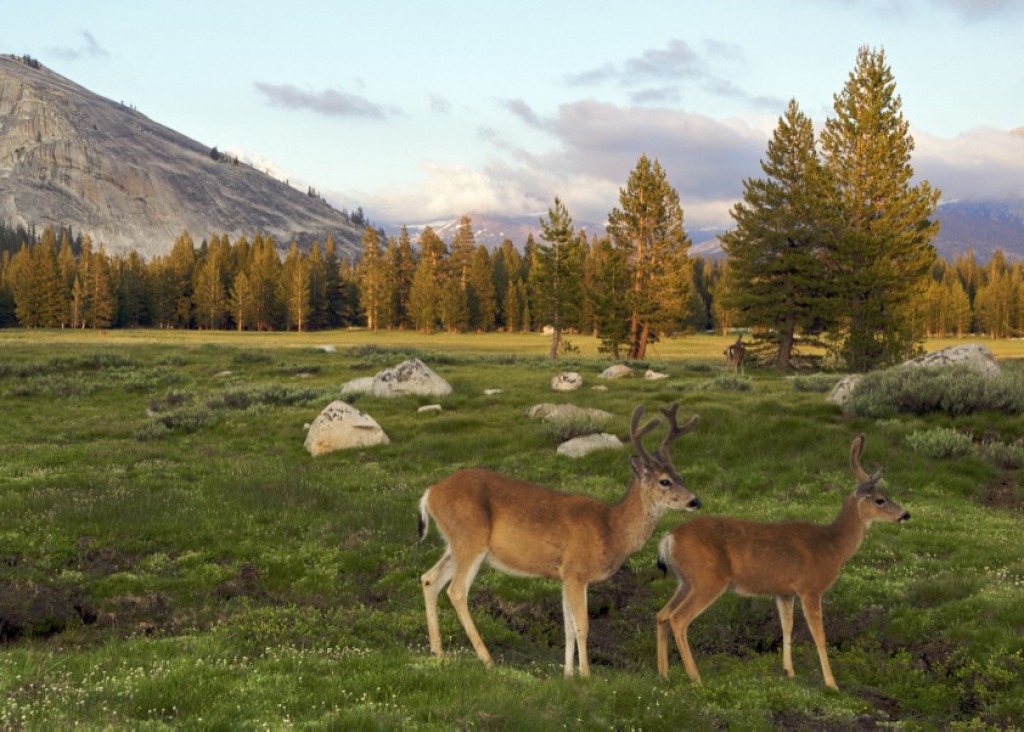 Tuolumne Meadow, Yosemite jigsaw puzzle in Great Sightings puzzles on TheJigsawPuzzles.com