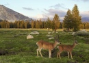 Tuolumne Meadow, Yosemite