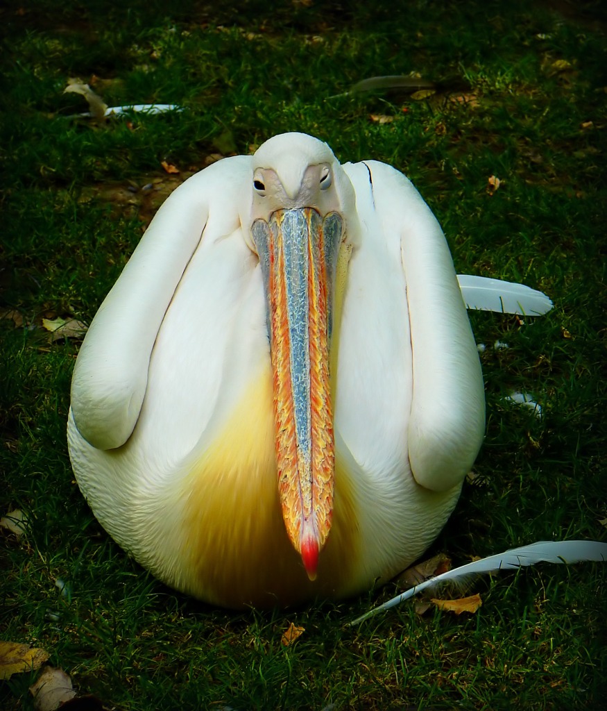 Lazy Pelican jigsaw puzzle in Animals puzzles on TheJigsawPuzzles.com