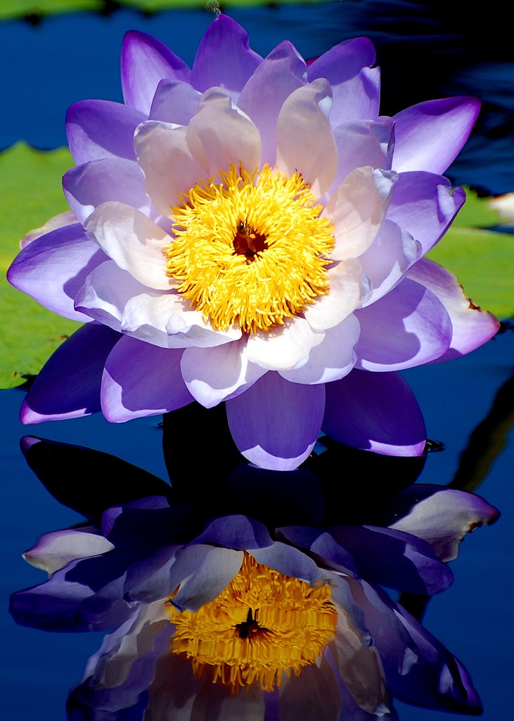 Hardy Waterlily jigsaw puzzle in Puzzle of the Day puzzles on TheJigsawPuzzles.com