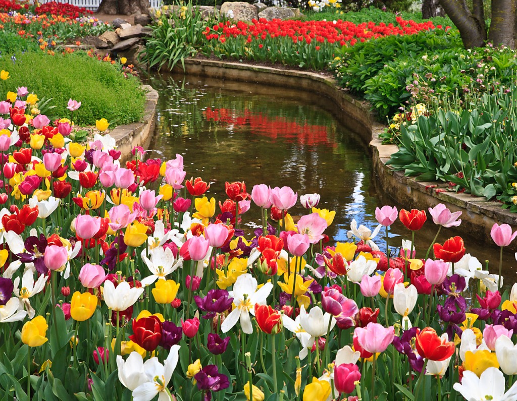 Tulpen in Bowral jigsaw puzzle in Blumen puzzles on TheJigsawPuzzles.com