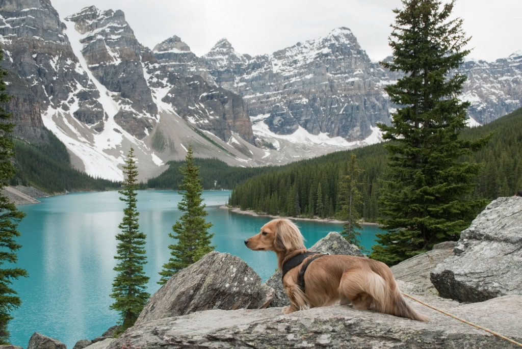 Canadian Mountain Wiener jigsaw puzzle in Puzzle of the Day puzzles on TheJigsawPuzzles.com