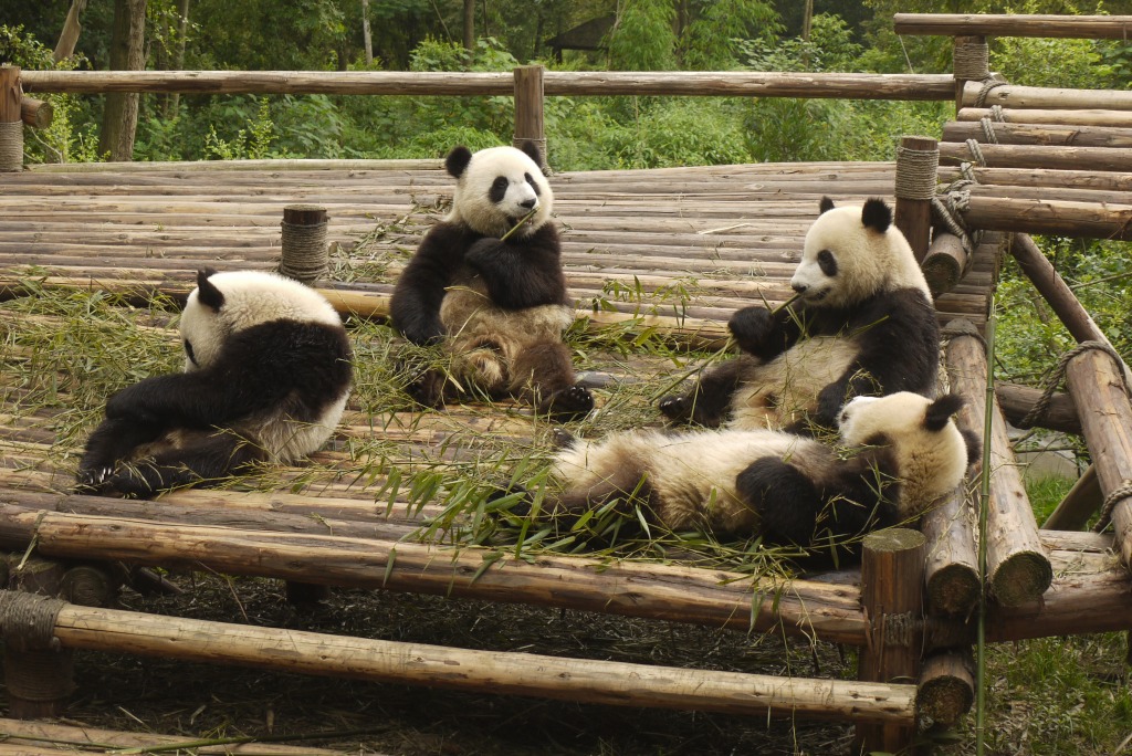 Band of Pandas jigsaw puzzle in Animals puzzles on TheJigsawPuzzles.com
