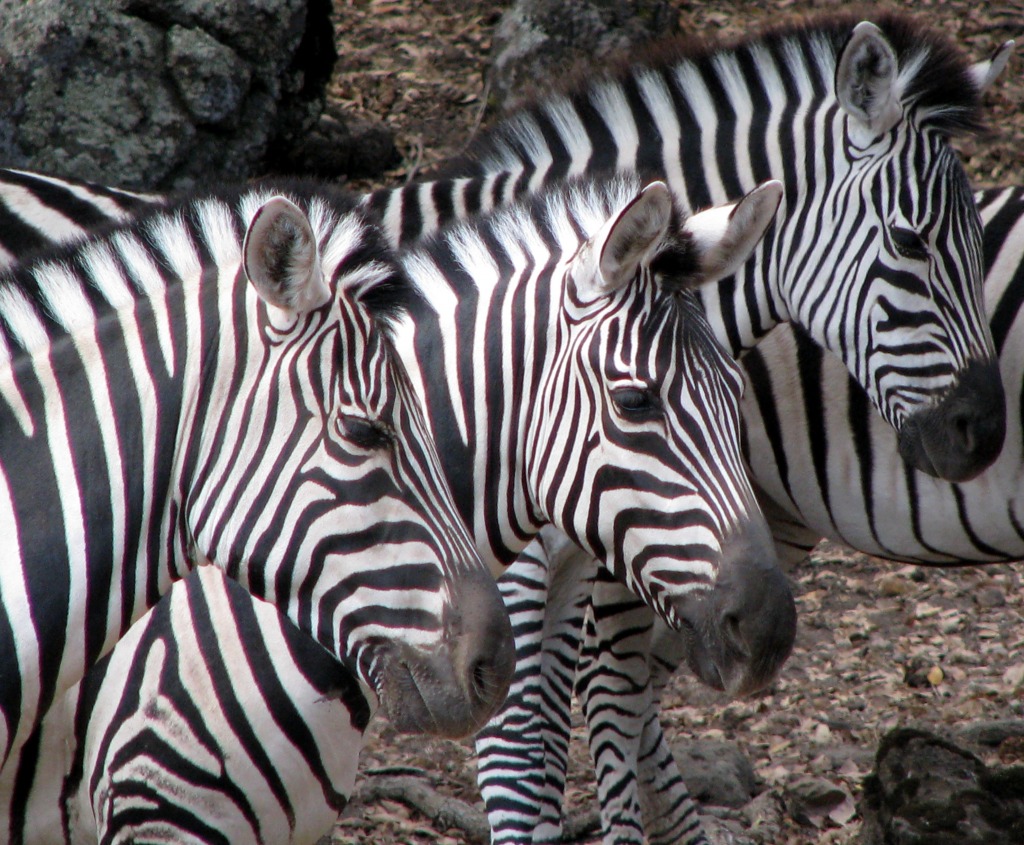 Triplet jigsaw puzzle in Animals puzzles on TheJigsawPuzzles.com