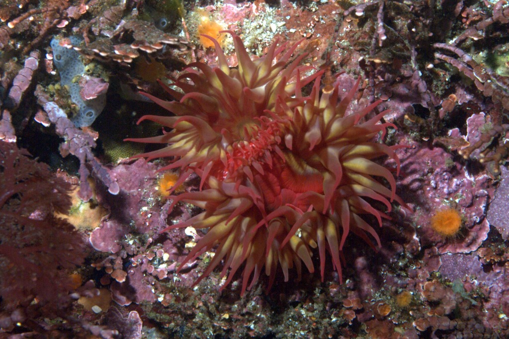 Pair of Anemone jigsaw puzzle in Under the Sea puzzles on TheJigsawPuzzles.com