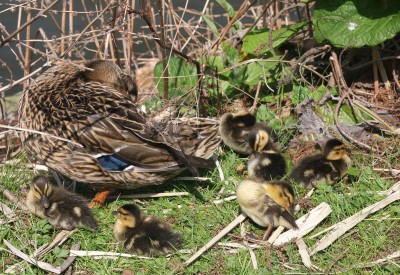 Ducklings jigsaw puzzle in Animals puzzles on TheJigsawPuzzles.com