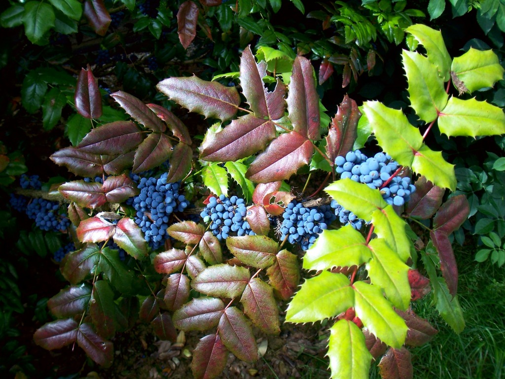 Blue Berries jigsaw puzzle in Fruits & Veggies puzzles on TheJigsawPuzzles.com