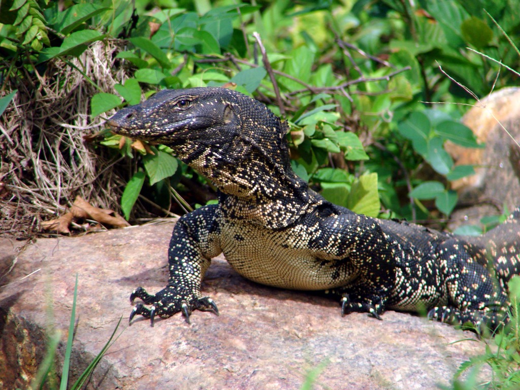 Water Monitor jigsaw puzzle in Animals puzzles on TheJigsawPuzzles.com