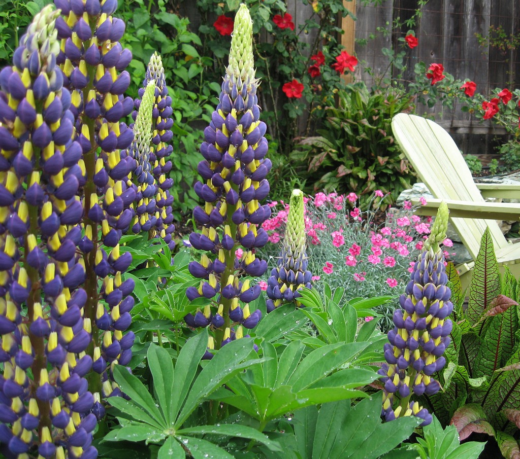 Lupinus 'Thomas Church' jigsaw puzzle in Flowers puzzles on TheJigsawPuzzles.com