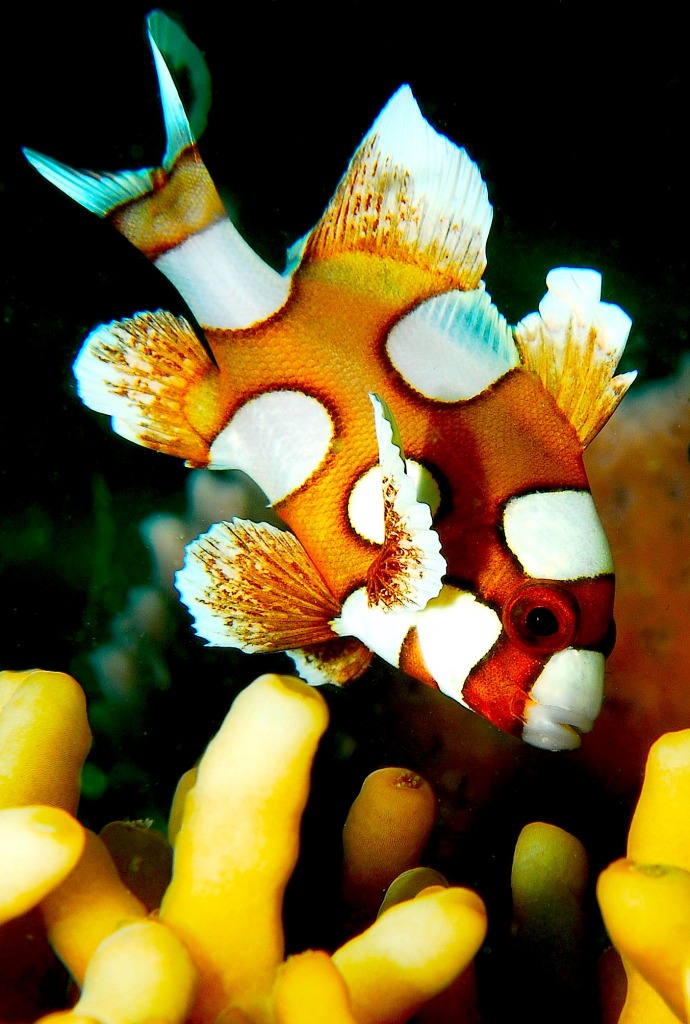 Baby Harlequin Sweetlips jigsaw puzzle in Under the Sea puzzles on TheJigsawPuzzles.com