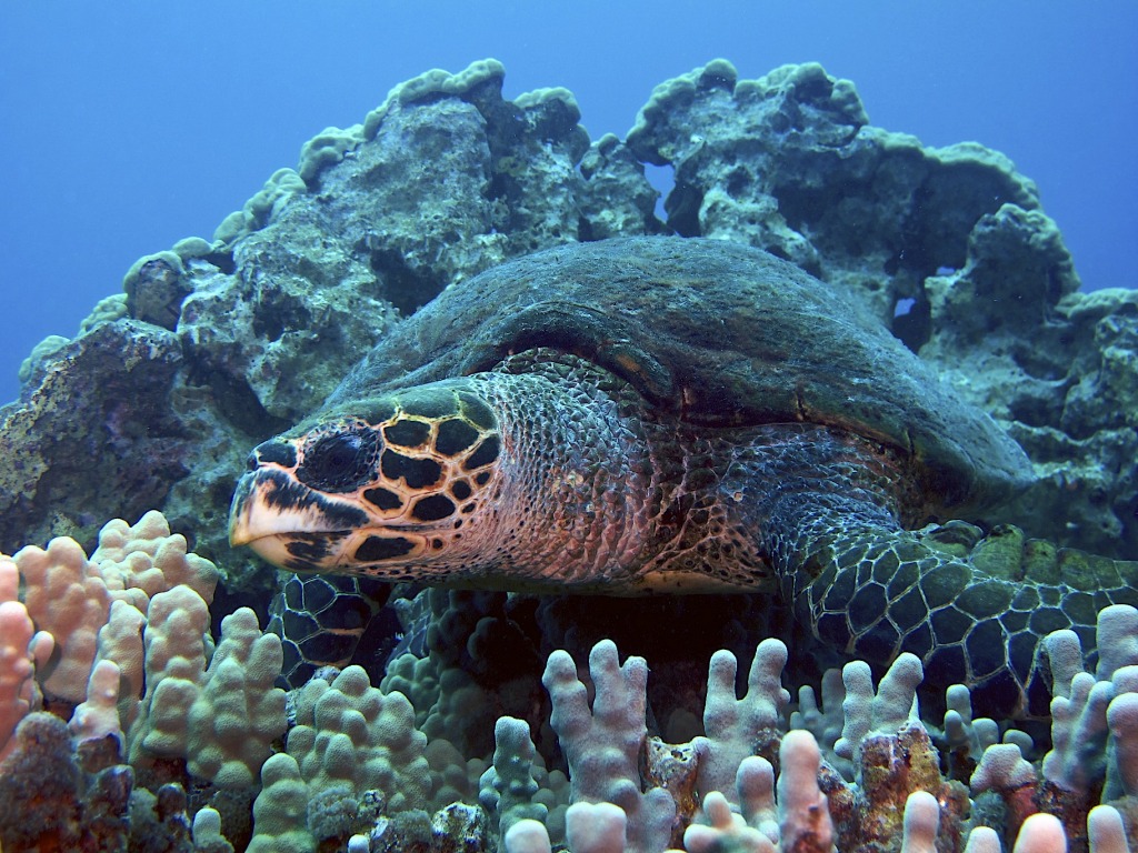 Hawksbill Turtle, Hawaii jigsaw puzzle in Under the Sea puzzles on TheJigsawPuzzles.com