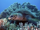 Hawksbill Turtle, Hawaii