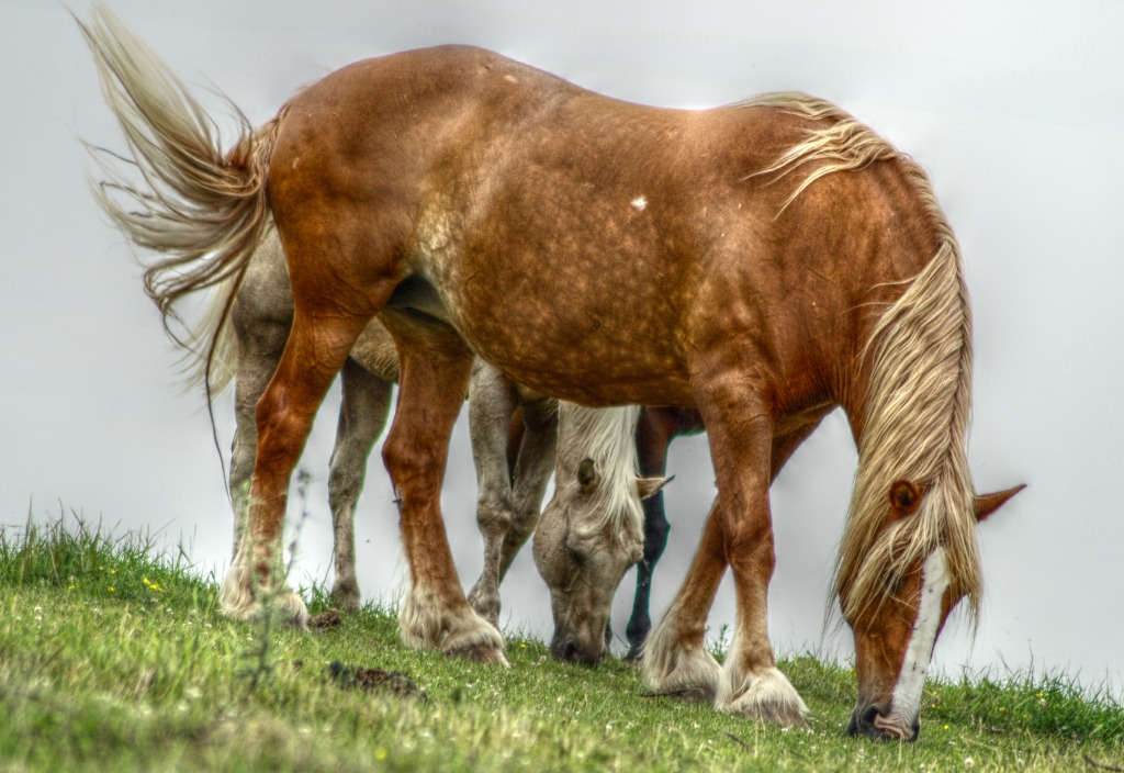 Let's Graze jigsaw puzzle in Animals puzzles on TheJigsawPuzzles.com