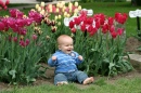 Tulip Will