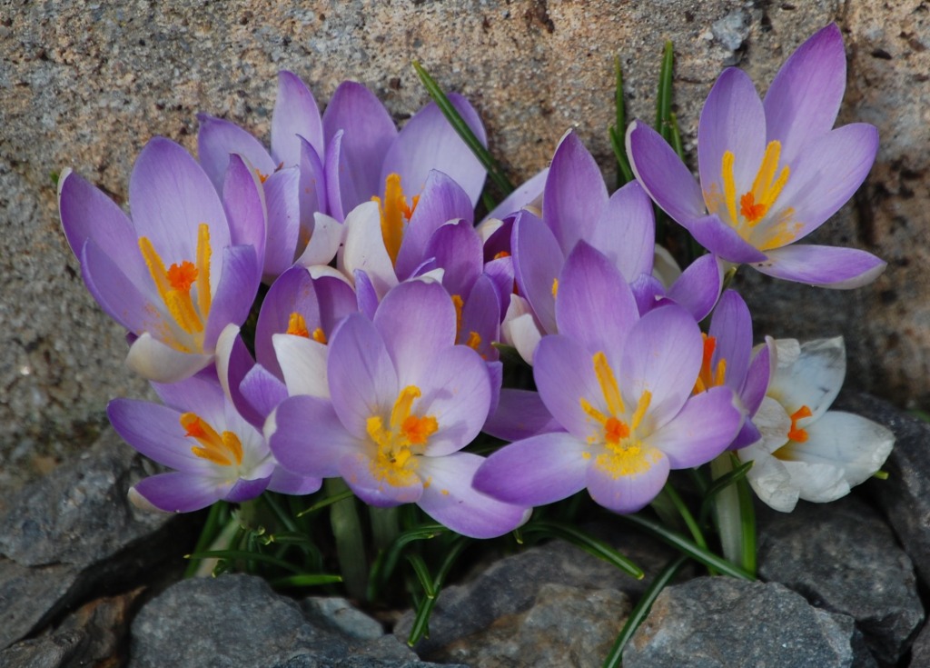 February Crocus jigsaw puzzle in Flowers puzzles on TheJigsawPuzzles.com