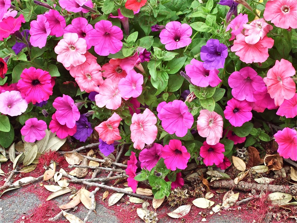 A Riot of Petunia jigsaw puzzle in Flowers puzzles on TheJigsawPuzzles.com