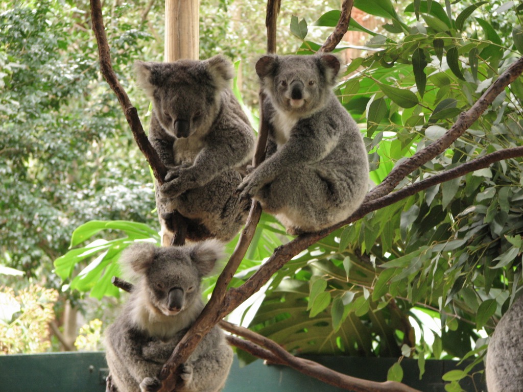 Koala Park Sanctuary, Sydney jigsaw puzzle in Animals puzzles on TheJigsawPuzzles.com