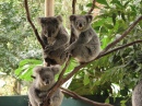 Koala Park Sanctuary, Sydney