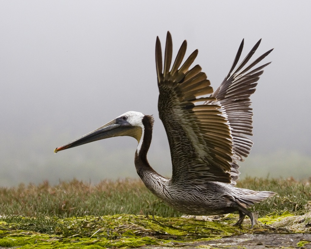 Brown Pelican, Morro Bay jigsaw puzzle in Animals puzzles on TheJigsawPuzzles.com
