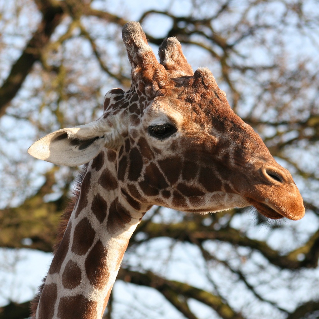 Girafe, Zoo de Colchester, Angleterre jigsaw puzzle in Animaux puzzles on TheJigsawPuzzles.com