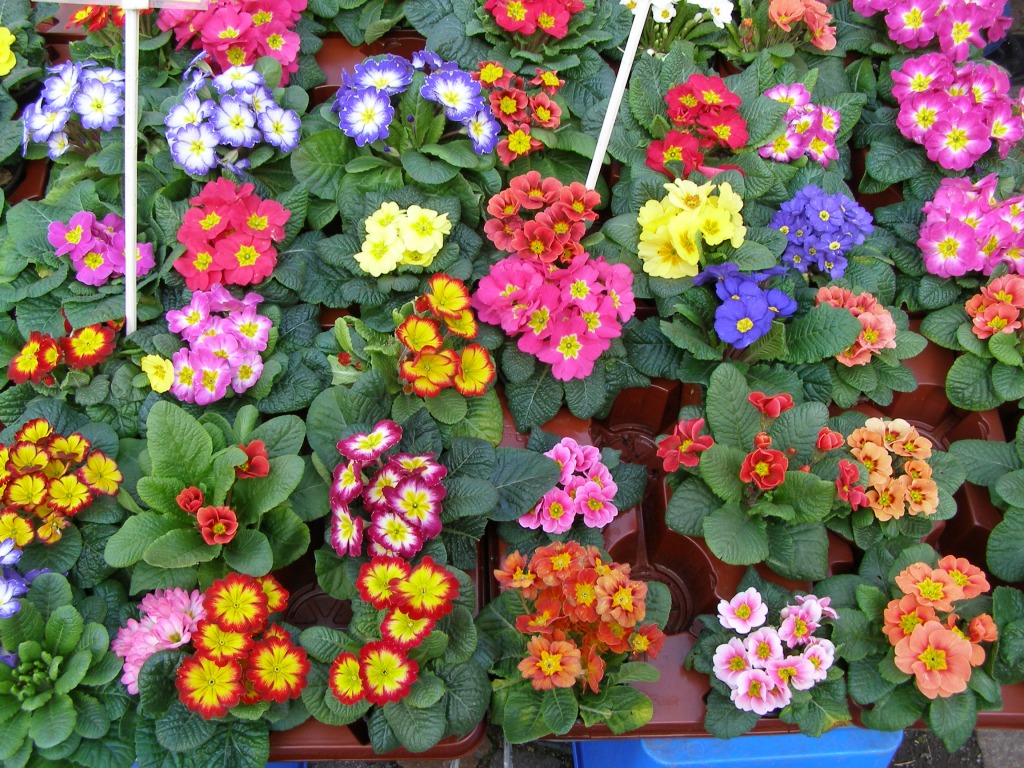 Primula jigsaw puzzle in Puzzle of the Day puzzles on TheJigsawPuzzles.com