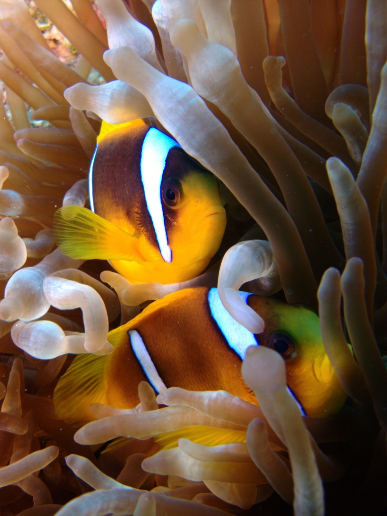 Pair of Anemonefish jigsaw puzzle in Under the Sea puzzles on TheJigsawPuzzles.com