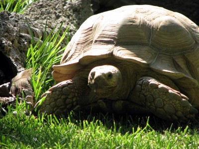 Tortoise in Portugal Zoo jigsaw puzzle in Animals puzzles on ...