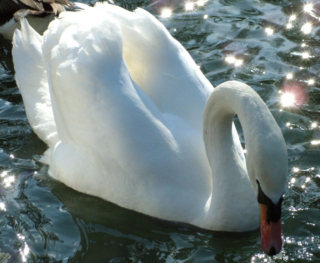 A Swan in Ware jigsaw puzzle in Animals puzzles on TheJigsawPuzzles.com