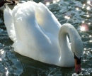 A Swan in Ware