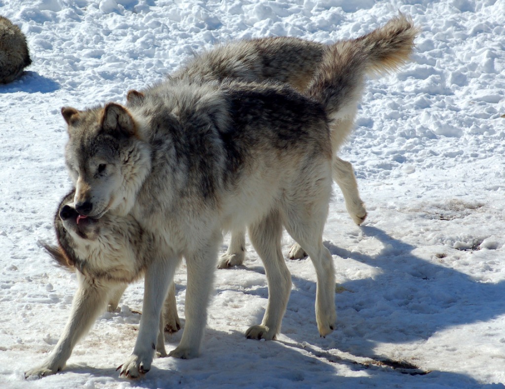 Gray Wolves jigsaw puzzle in Animals puzzles on TheJigsawPuzzles.com