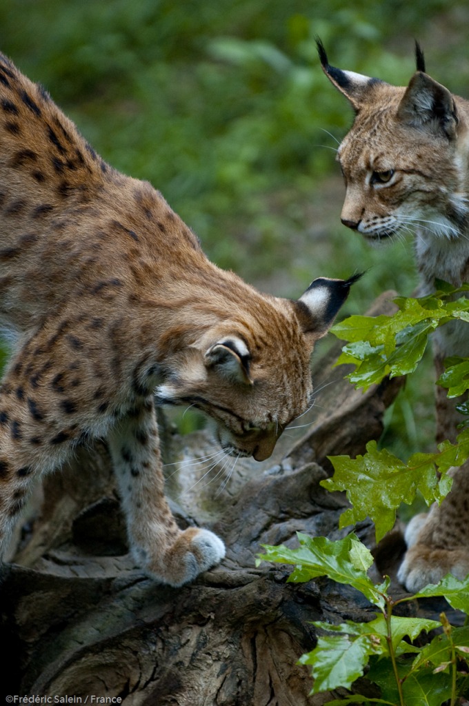Luchs jigsaw puzzle in Tiere puzzles on TheJigsawPuzzles.com