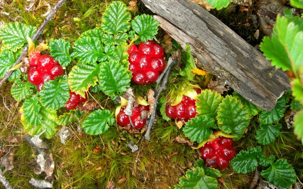 Petits fruits rouges jigsaw puzzle in Fruits & Légumes puzzles on TheJigsawPuzzles.com