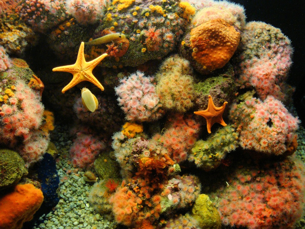 Monterey Bay Aquarium, Kalifornien, USA jigsaw puzzle in Unter dem Meer puzzles on TheJigsawPuzzles.com