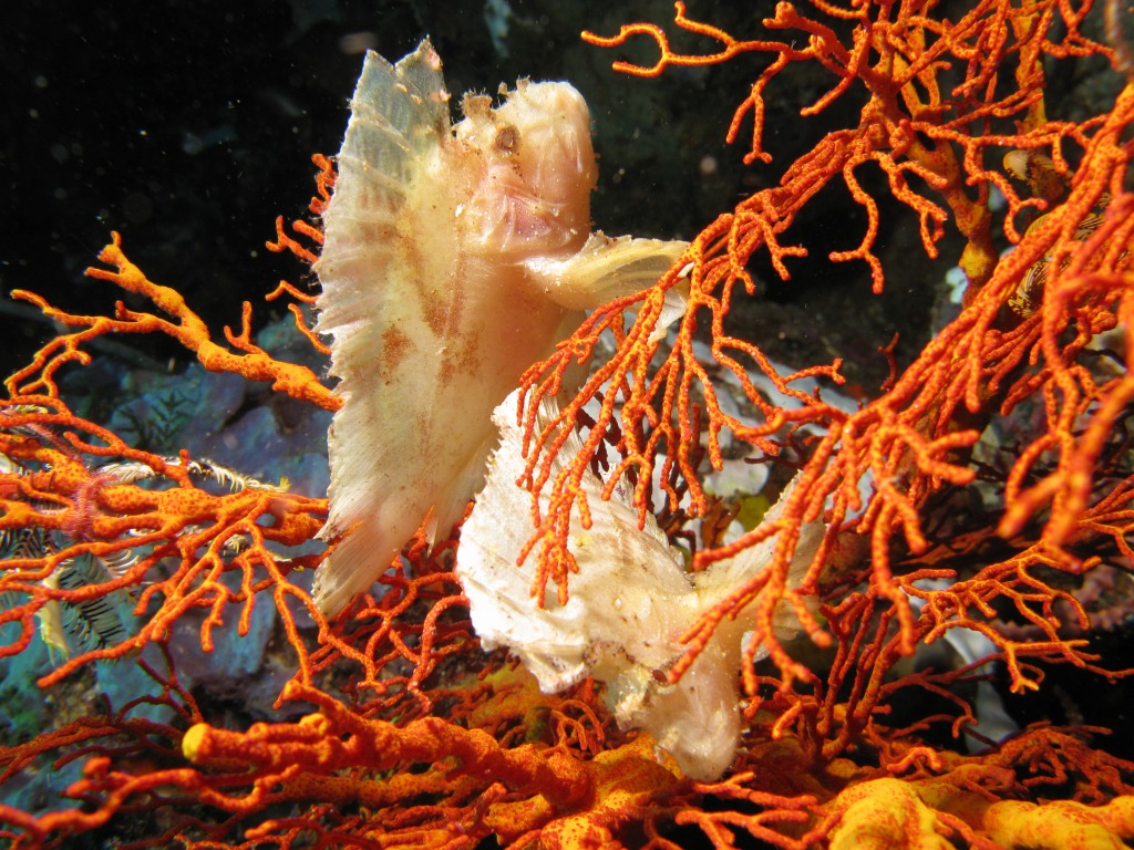 Leaf Scorpionfish jigsaw puzzle in Under the Sea puzzles on TheJigsawPuzzles.com