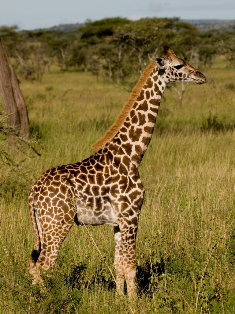 Национальный парк Серенгети, Танзания jigsaw puzzle in Животные puzzles on TheJigsawPuzzles.com