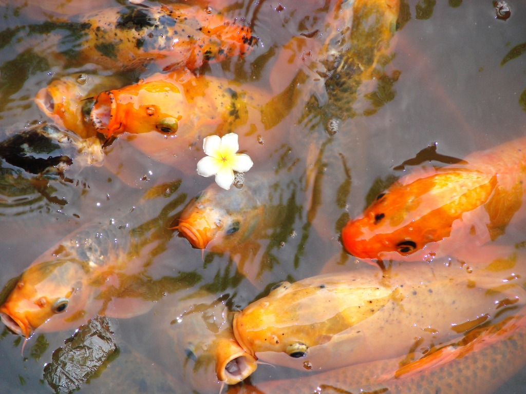 Fish in Pond, Vietnam jigsaw puzzle in Under the Sea puzzles on TheJigsawPuzzles.com