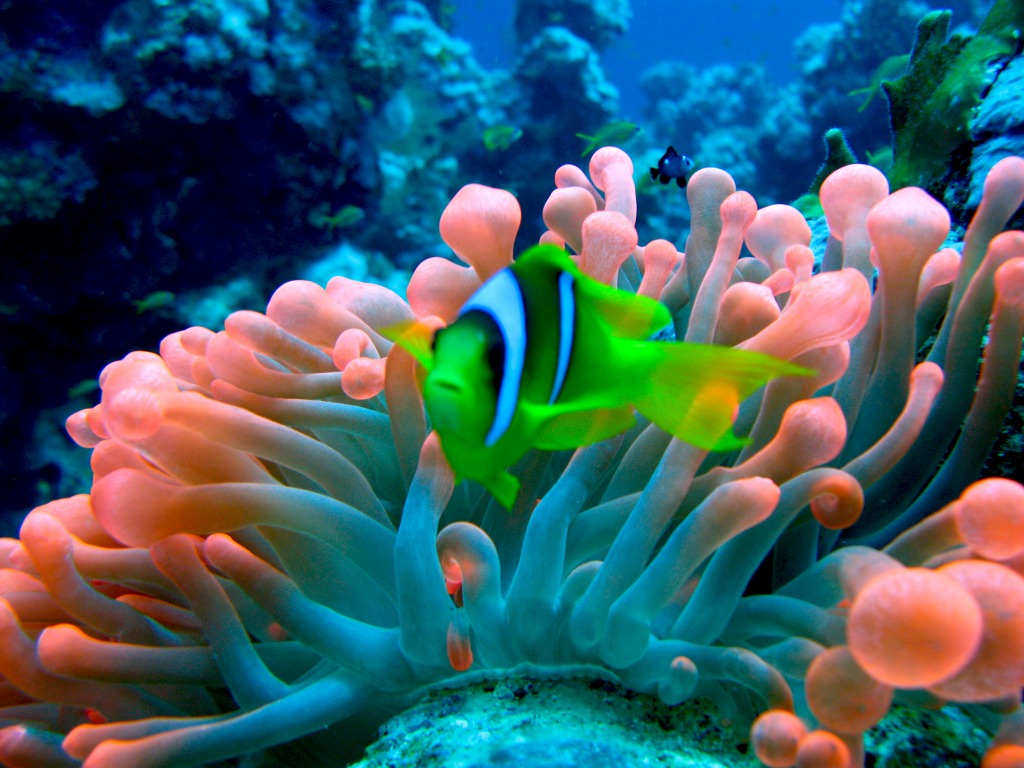 Red Sea Anemonefish jigsaw puzzle in Under the Sea puzzles on TheJigsawPuzzles.com