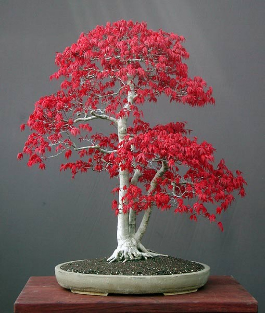 Japanese Maple Bonsai jigsaw puzzle in shawna rowland puzzles on TheJigsawPuzzles.com