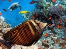 Red Sea Sailfin Tang