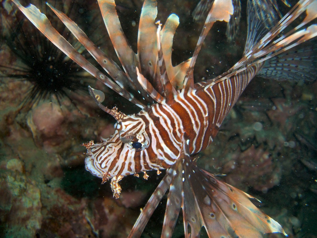 Lionfish, Thailand jigsaw puzzle in Under the Sea puzzles on TheJigsawPuzzles.com