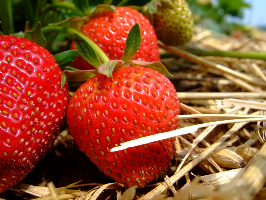 Strawberry Field jigsaw puzzle in Fruits & Veggies puzzles on TheJigsawPuzzles.com