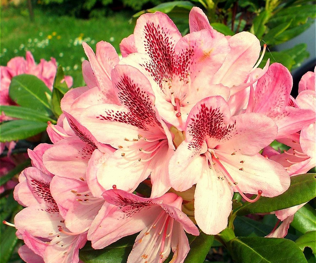 Rhododendron jigsaw puzzle in Fleurs puzzles on TheJigsawPuzzles.com
